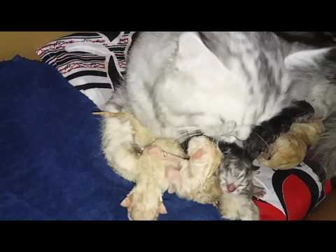 1 sala Ki bile 7 bacho Ki maa ban gye