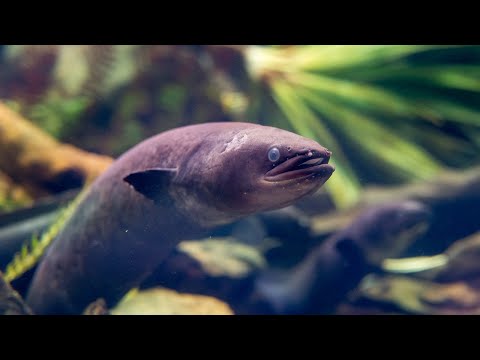 New Zealand Longfin Eel | Freshwater Fish | Auckland Zoo