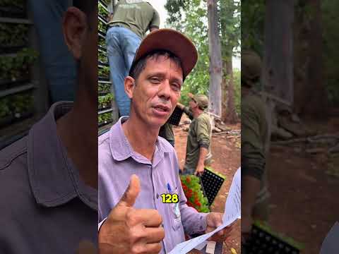 Fornecimento de flores ornamentais para cidades de Goiás #flores