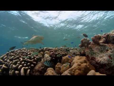 Journey Into Blacktip Reef! | National Aquarium