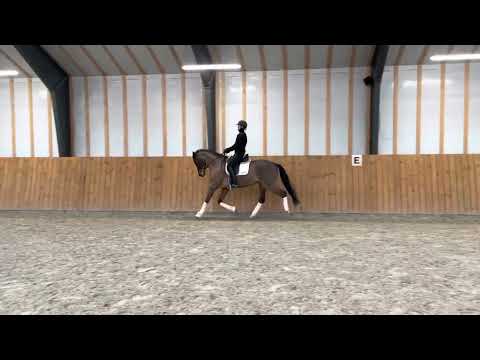 Højgaardens Miss Finique