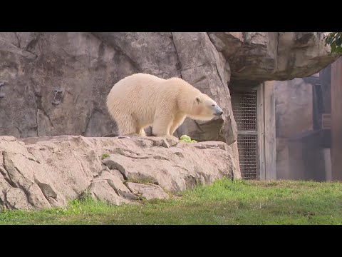 Around Town - Brookfield Zoo Chicago - YouTube