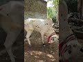 Qurbani Ka Bail Youtube Viralvideo Shortvideo Trending Qurbanicollection