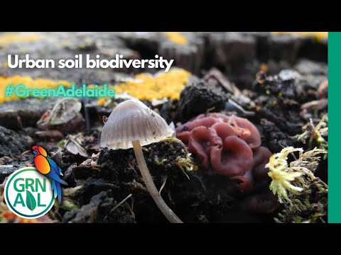 Soil Performance: The Hidden Foundation of Ecosystems | Golden Age