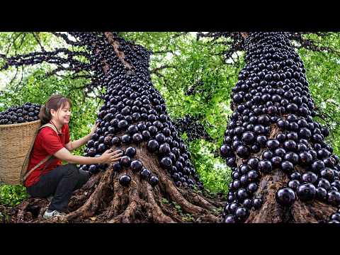 Harvesting Giant Jabuticaba (Grape Tree) | Fruits Growing on Tree Trunks Fascinates Everyone!