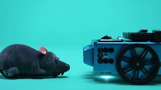 Des robots TI-Innovator Rover jouent le chat et font fuir une souris – version courte