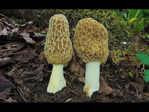 Locating Morel Mushrooms Under Tulip Trees