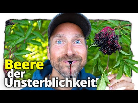 Die dunkle Frucht der Langlebigkeit: Ein Schluck davon und du lebst ewig