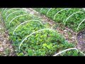 Garden Delight - Wisconsin Garden Video Blog 392 Garden Delight - Wisconsin Garden Video Blog 392