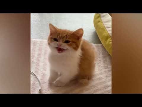 cats doing cat's thing