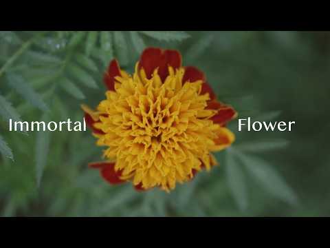 Immortal Flower