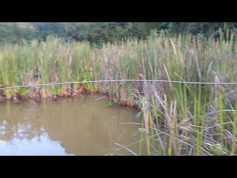 Vida Selvagem em Ouro Fino MG