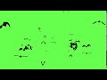 green screen flying bats effect copyright free