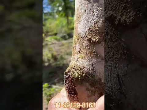 CHÁCARA VENDE BARATO POR 55MIL com 5.000m2 em Juquiá SP perto da fazenda do Pelé