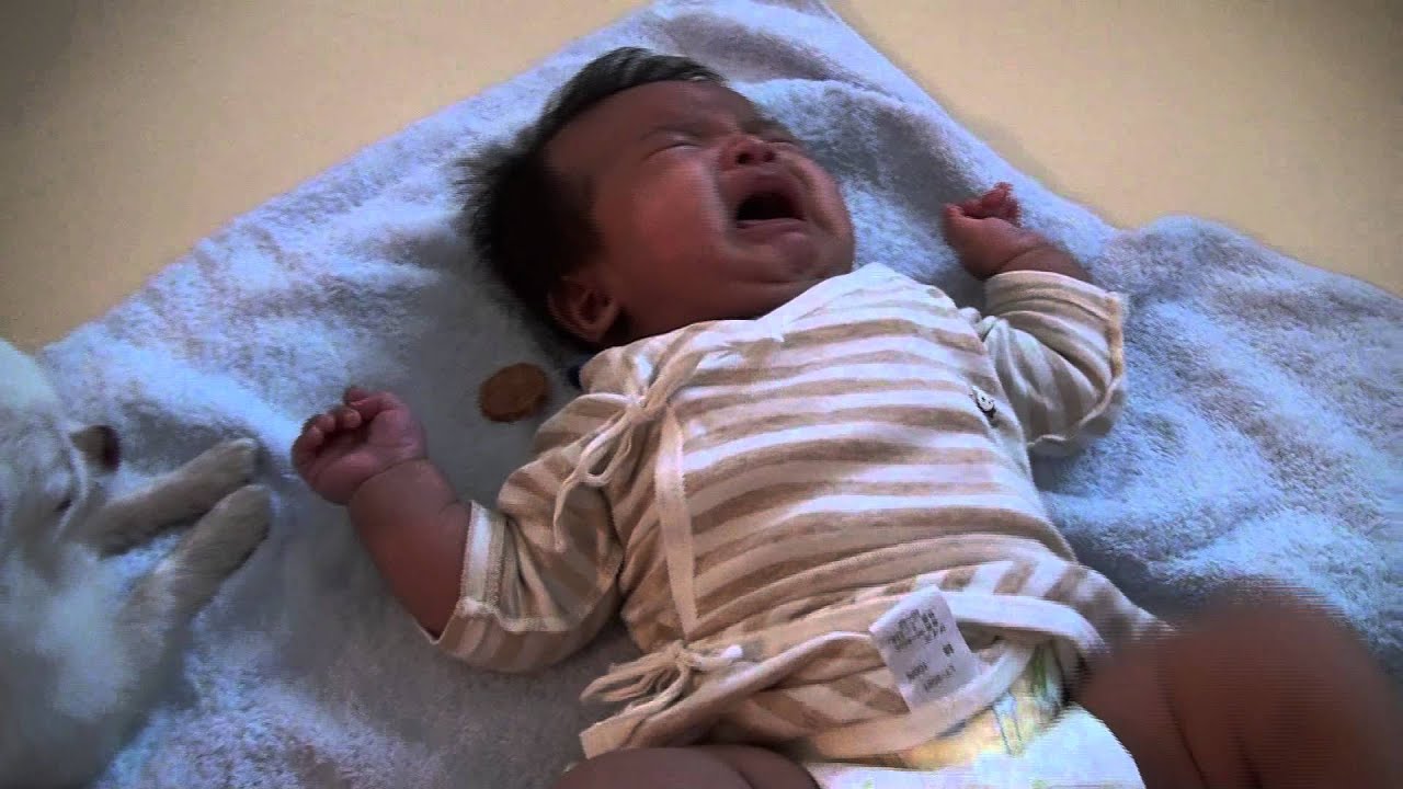 泣いている赤ちゃんにおやつをあげる犬