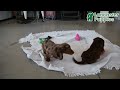 Miniature Dachshund dogs for sale: Archie - Video 1