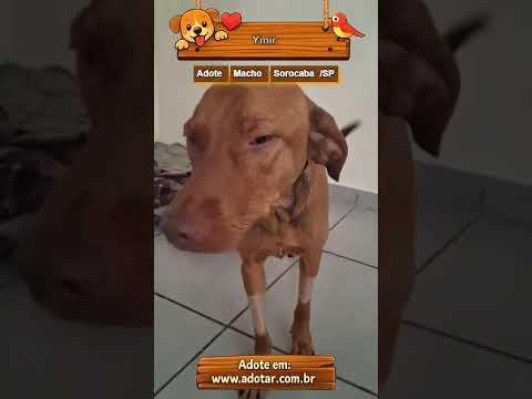 Vídeo de Ymir