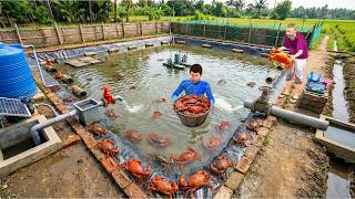 Download lagu 30 x 30 फीट में केकड़ा फार्मिंग crab farming Irrigation Hindi Kahaniya HIndi Stories mp3