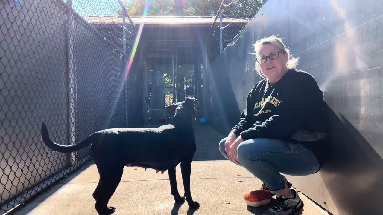 Enlarge Bailey, a ADOPTABLE Pit Bull Terrier in Chicago, IL video 5/5