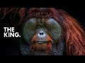 Orangutan: King of the Treetops