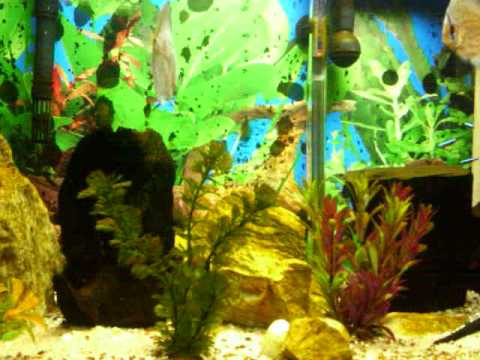 Discos ou Discus em meu aquário com neons e coridoras
