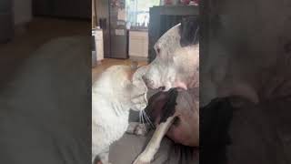 Video preview image #1 American Pit Bull Terrier-Unknown Mix Puppy For Sale in Germantown, OH, USA