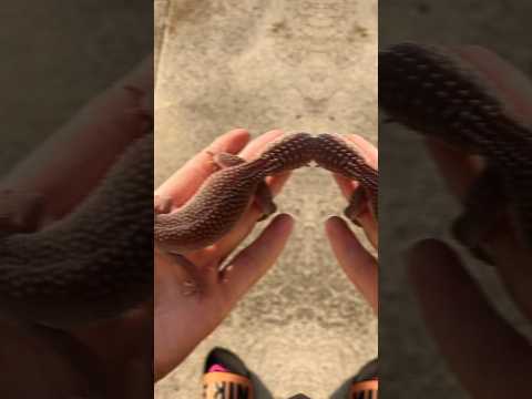 Blizzy 🦎😮‍💨 we enjoy these sunny days ☀️ #rock #leopardgecko #sunnydays