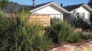 How to Add Beautiful Drought Tolerant Planting in Your Garden