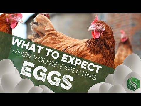 , title : 'What to Expect When You're Expecting Your Chickens to Lay Eggs'