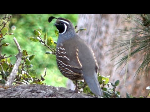 The Sound of California Quail