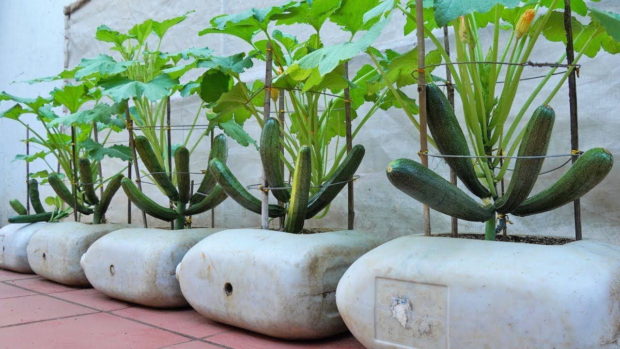 Do you want to know how EXPERTS grow high yielding Zucchini?