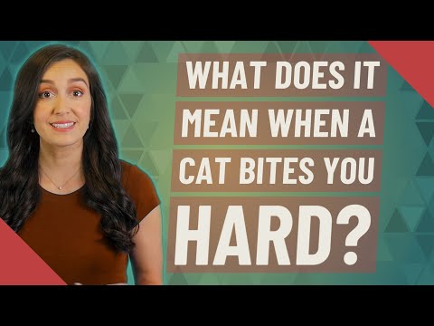 What does it mean when a cat bites you hard?