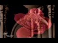 ERNESTO CORTAZAR - Autumn Rose 