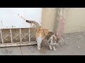Poor Street Cat Is So Hungry He S Eating Food From Dustbin But Finally Got Human Help