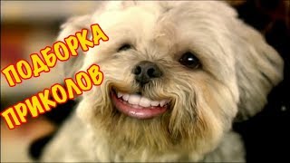 Смешные видео моменты Приколы Фейлы / Лучшая подборка приколов #6