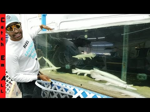 My First PLATINUM AQUARIUM FISH! $3,000!