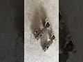 Петля меблева (накладна) Amark PZ-BN01-HO-E0
