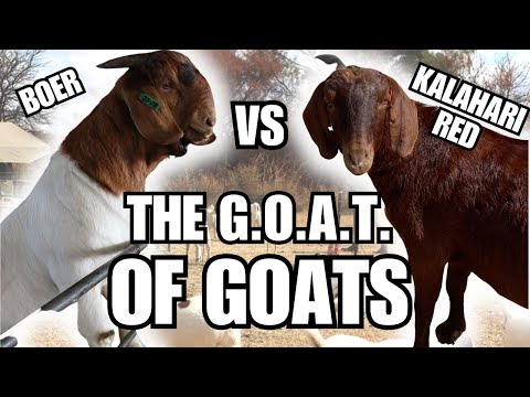 The BOER vs The KALAHARI Red #farming #goat #goatfarming