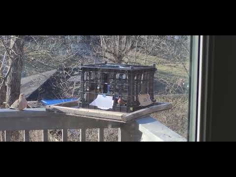 Mourning Dove-Proof Birdfeeder