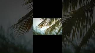 Desacelere Seus Pensamentos #música #MúsicaRelaxante #DesacelerarAMente #PazInterior #bemestar