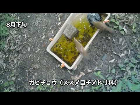 鳥類間の社会学習