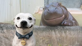 This Dog Found a Friend for Life 🐶 Funny Animal Videos Ever!