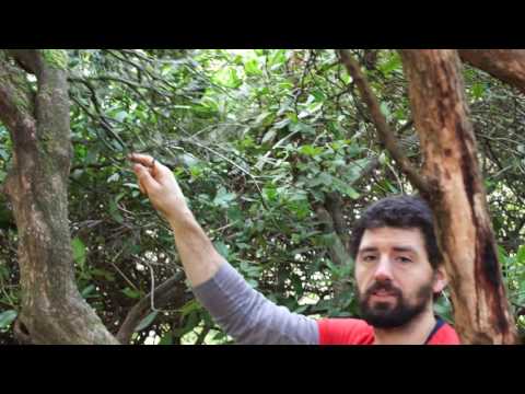 How to climb tree's safely