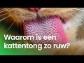 Waarom heeft een kat zo'n ruwe tong? | Vragen van Kinderen