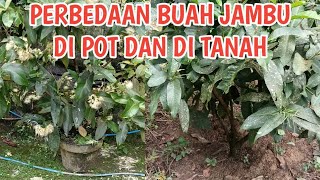 Download lagu PERBEDAAN BUAH JAMBU DI POT DAN DI TANAH mp3 Download lagu PERBEDAAN BUAH JAMBU DI POT DAN DI TANAH mp3