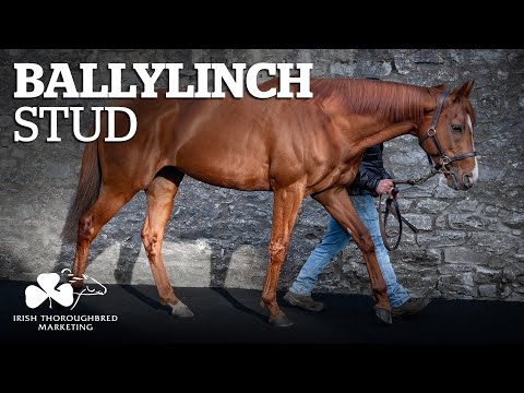 ITM Irish Stallion Showcase 2021 - Ballylinch Stud