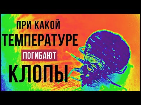 При какой температуре погибают клопы?