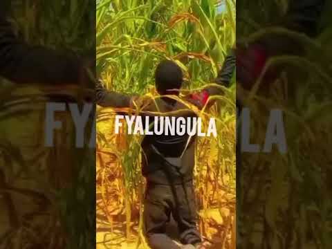 Chester more power - Fyalungula Tata