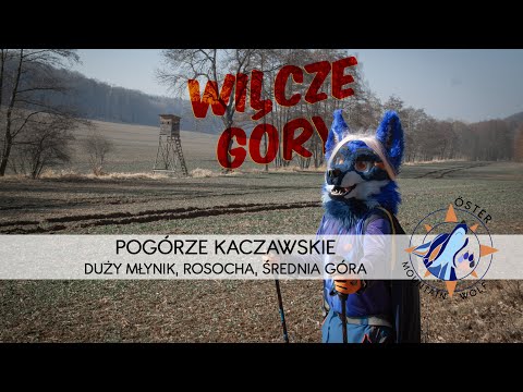 Wilcze Góry - Pogórze Kaczawskie - Duży Młynik, Rosocha, Średnia Góra