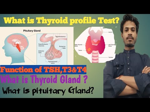 thyroid profile test/TSH,T3,T4 test/thyroxine/normal range tsh,t3,t4/hypothyroidism,hyperthyroidism